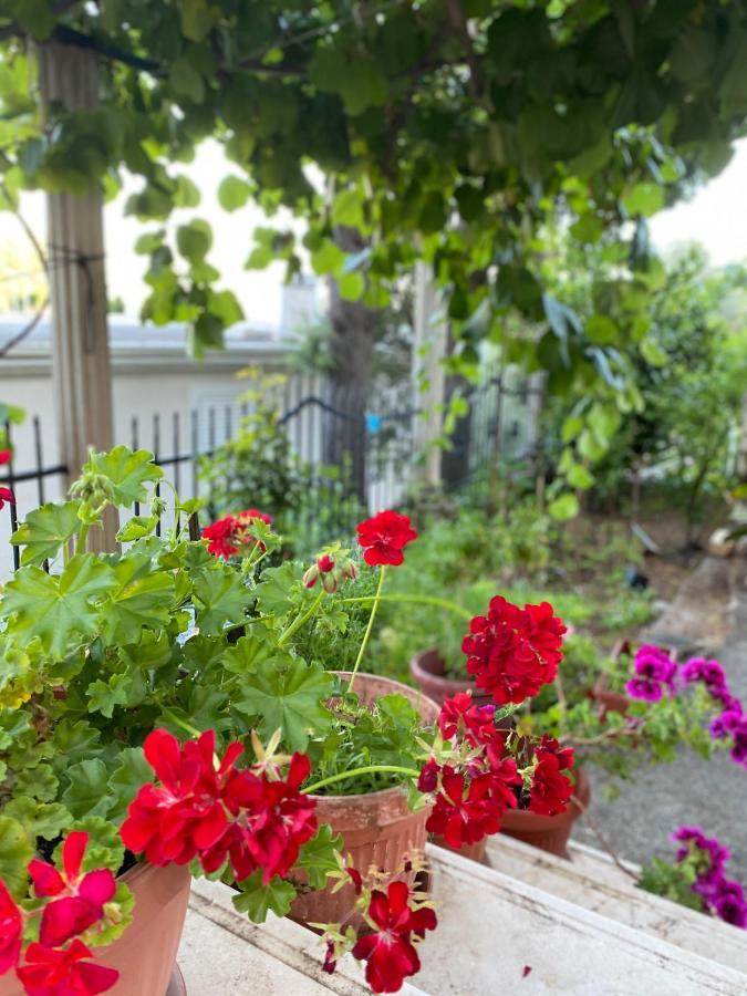 Apartments Mandarina Garden Petrovac Екстер'єр фото